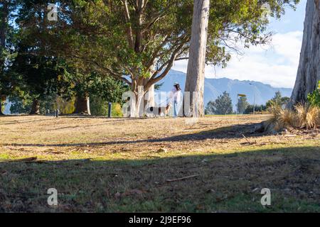 Une femme marche deux chiens sur les pistes à travers le parc et les arbres. À te Anau South Isl et en Nouvelle-Zélande. Banque D'Images