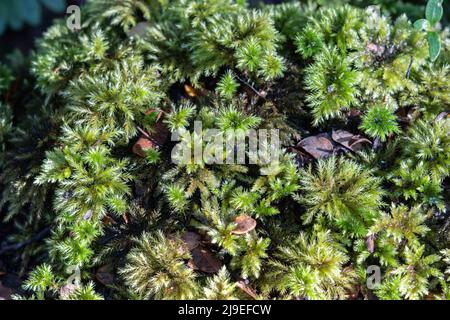 Terrain luxuriant couvrant la mousse de sphagnum sur le sol de la forêt de Kepler le long de la piste de marche Banque D'Images