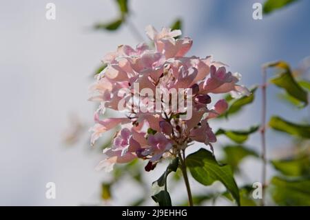 Deutzia à fleurs floues Banque D'Images