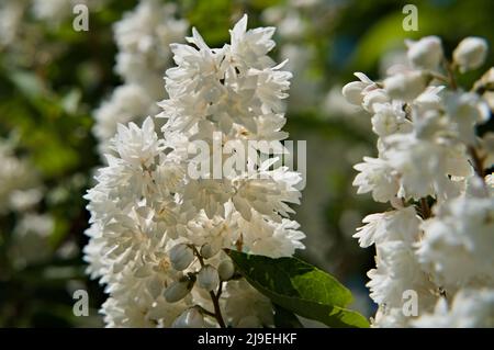 Deutzia à fleurs floues Banque D'Images