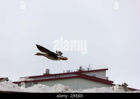 L'oie blanche à la façade prend l'avion à Deadhorse, en Alaska. Banque D'Images