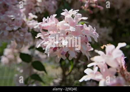 Deutzia à fleurs floues Banque D'Images