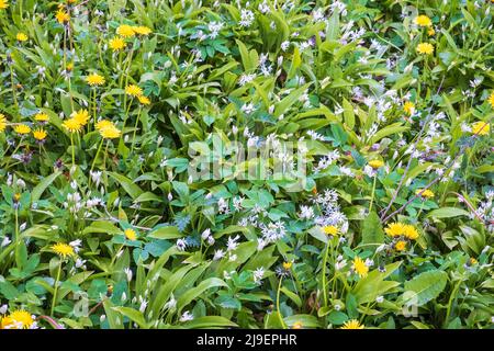 Floraison fleurs d'ail et de pissenlit sauvages sur un pré Banque D'Images