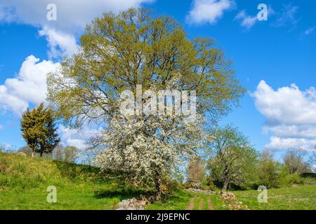 Vue sur le paysage rural avec arbres fleuris au printemps Banque D'Images