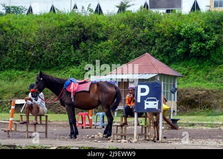 Un cheval sur le parking à Bandungan, Semarang, Indonésie Banque D'Images