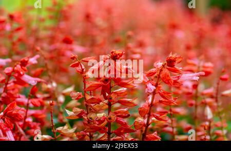 Gros plan de fleurs orange sur le champ Banque D'Images