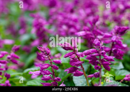 Gros plan de fleurs violettes sur le champ Banque D'Images