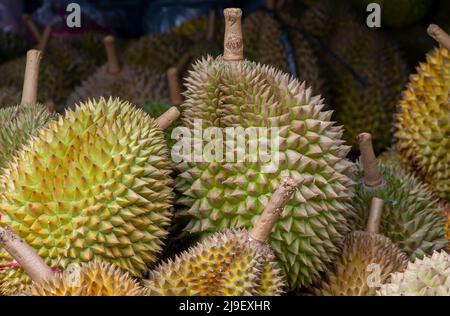 Gros plan de fruits duriens (Durio zibethinus) Banque D'Images