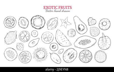 Fruits exotiques et baies tropicales en monochrome dessinés à la main illustration vectorielle isolée de style Illustration de Vecteur