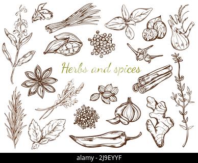 Collection d'herbes et d'épices avec différentes plantes naturelles et biologiques dans l'illustration vectorielle isolée de style d'esquisse Illustration de Vecteur