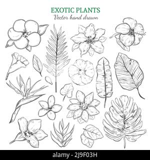 Plantes exotiques dessinées à la main avec fleurs tropicales naturelles et feuilles en illustration vectorielle isolée de style monochrome Illustration de Vecteur