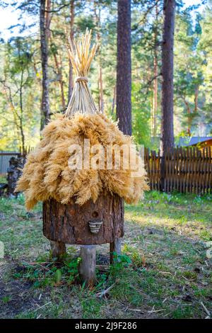 Un ancien apiaire avec ruches artificielles en paille et écorce d'arbre, debout dans la forêt parmi les grands arbres verts dans les montagnes de l'Altaï Banque D'Images