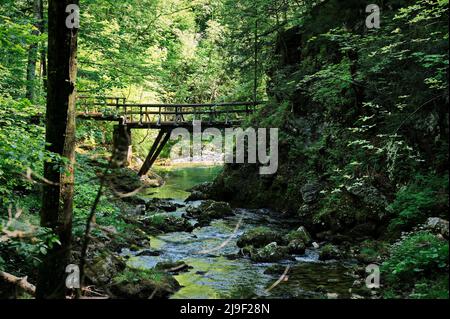 Pont en bois au-dessus de la crique en forêt Banque D'Images