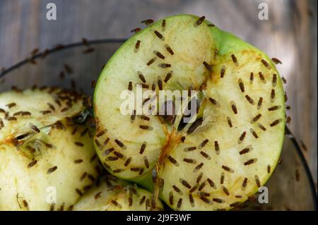 Les mouches des fruits se rassemblent pour un festin sur des pommes coupées qui ont été laissées sur une assiette Banque D'Images