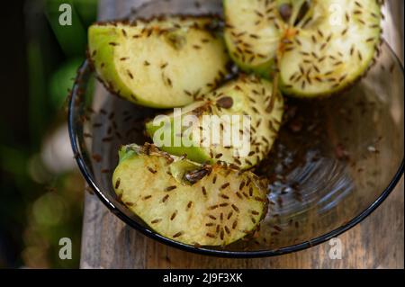 Les mouches à fruits s'assurer que les pommes coupées laissées dans l'ouverture ne vont pas au gaspillage Banque D'Images