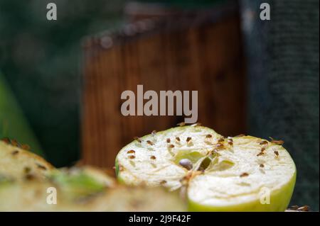 Les pommes coupées laissées à l'air libre ont attiré des mouches de fruits Banque D'Images