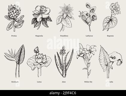 Plantes exotiques dessinées à la main avec fleurs tropicales naturelles illustration vectorielle isolée de style vintage Illustration de Vecteur