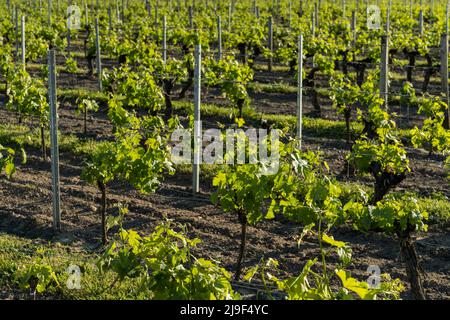 De nombreuses vignes dans un vignoble bordelais en pleine croissance et en pleine saison à la fin du printemps Banque D'Images