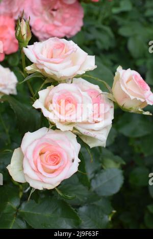 Belle rose et roses orange dans le jardin. Roses en fleurs. Les roses orange fleurissent sur l'arbre dans le jardin fleuri, un symbole d'amour. Orange ro Banque D'Images