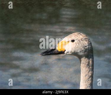 Photographie multimédia mixte et image d'art numérique de la tête de cygne d'un Bewick Banque D'Images