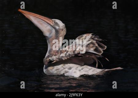 Photographie de médias mixtes et image d'art numérique d'un pélican avalant un poisson Banque D'Images