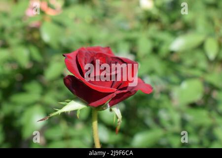 Red Rose sur la branche dans le jardin. Roses rouges en fleur pleine. Incroyablement magnifique romantique belle velouté rouge complet soufflé roses hybrides fleur Banque D'Images