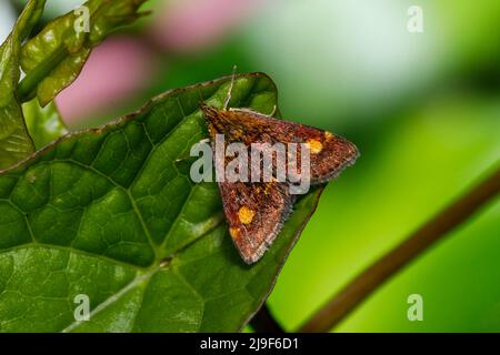 Papillon des menthe (pyrausta aurata) Angleterre, Royaume-Uni Banque D'Images