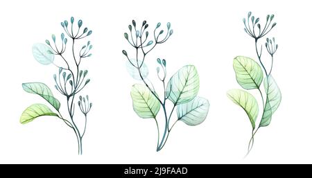 Ensemble de branches et de baies aquarelles. Collection d'illustrations botaniques peintes à la main isolées en blanc. Bouquets verticaux transparents abstraits dans Banque D'Images