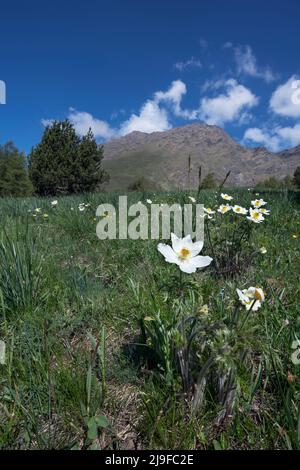 Pulsatilla alpina, anémone alpine Banque D'Images