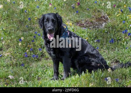 Chien sur un champ de montagne, vallée de Chisone, Piémont, Italie Banque D'Images