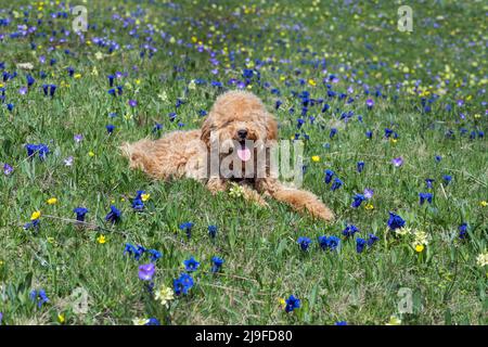 Chien sur un champ de montagne, vallée de Chisone, Piémont, Italie Banque D'Images