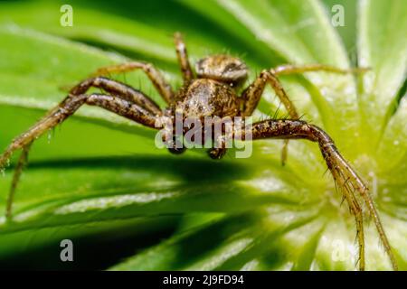 Gros plan d'une araignée en mouvement sur la végétation verte Banque D'Images