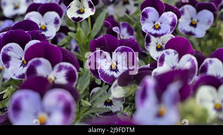 Pansy de jardin blanc et violet (Viola × wittrockiana), gros plan Banque D'Images