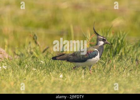 Den Helder, pays-Bas, mai 2022. Un jeune lapwing dans un pré. . Photo de haute qualité Banque D'Images