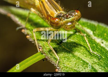 Macro d'une partie du corps d'une libellule sur une végétation verte Banque D'Images