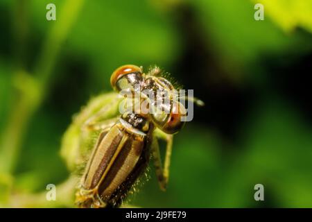 Macro d'une partie du corps d'une libellule sur une végétation verte Banque D'Images