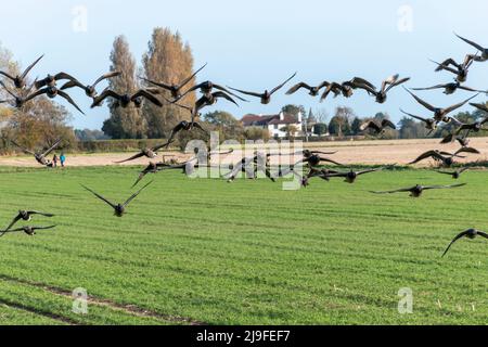 Des Bernaches craveuses aux ventre foncé voquant les terres agricoles Banque D'Images