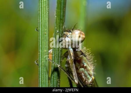 Macro d'une partie du corps d'une libellule sur une végétation verte Banque D'Images