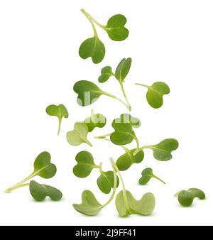 Chutes de feuilles microvertes, pousses d'arugula isolées sur fond blanc Banque D'Images