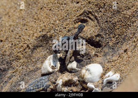 Ganjam, Inde. 18th mai 2022. L'éclosion de tortues Olive Ridley vue sortir après l'éclosion. Cette année, un nombre record d'oeufs ont été pondus, mais en raison du cyclone Ashani, 70 à 80 pour cent des oeufs ont été lavés ou enterrés sous les sables. Crédit : SOPA Images Limited/Alamy Live News Banque D'Images