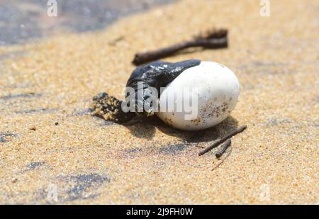 Ganjam, Inde. 17th mai 2022. La tortue ridley est vue couver à partir d'un œuf. Cette année, un nombre record d'oeufs ont été pondus, mais en raison du cyclone Ashani, 70 à 80 pour cent des oeufs ont été lavés ou enterrés sous les sables. Crédit : SOPA Images Limited/Alamy Live News Banque D'Images