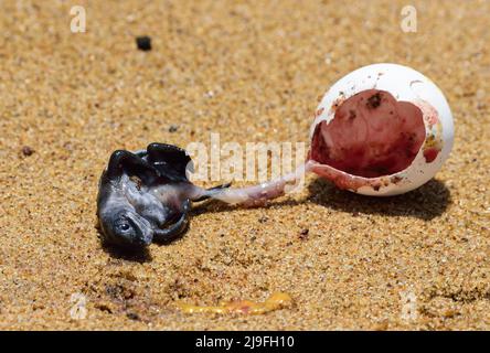 Ganjam, Inde. 18th mai 2022. Un œuf avec un bébé de tortue olive ridley entièrement cultivé à l'intérieur a été détruit par un Crow. Cette année, un nombre record d'oeufs ont été pondus, mais en raison du cyclone Ashani, 70 à 80 pour cent des oeufs ont été lavés ou enterrés sous les sables. Crédit : SOPA Images Limited/Alamy Live News Banque D'Images