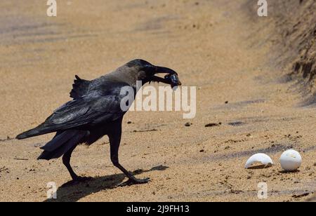 Ganjam, Inde. 18th mai 2022. Après l'éclosion, le voyage vers la mer est devenu très dur les petits deviennent des proies pour les oiseaux. Cette année, un nombre record d'oeufs ont été pondus, mais en raison du cyclone Ashani, 70 à 80 pour cent des oeufs ont été lavés ou enterrés sous les sables. Crédit : SOPA Images Limited/Alamy Live News Banque D'Images