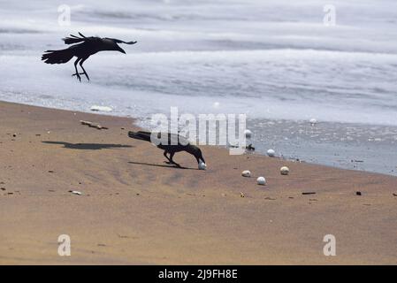 Ganjam, Inde. 18th mai 2022. Les corneilles et les autres oiseaux détruisent les œufs avant l'éclosion. Cette année, un nombre record d'oeufs ont été pondus, mais en raison du cyclone Ashani, 70 à 80 pour cent des oeufs ont été lavés ou enterrés sous les sables. (Photo de Sumit Sanyal/SOPA Images/Sipa USA) crédit: SIPA USA/Alay Live News Banque D'Images