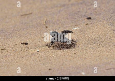 Ganjam, Inde. 17th mai 2022. L'éclosion de tortues Olive Ridley vue sortir après l'éclosion. Cette année, un nombre record d'oeufs ont été pondus, mais en raison du cyclone Ashani, 70 à 80 pour cent des oeufs ont été lavés ou enterrés sous les sables. (Photo de Sumit Sanyal/SOPA Images/Sipa USA) crédit: SIPA USA/Alay Live News Banque D'Images