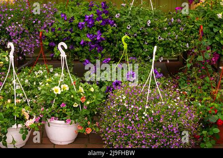 Plantules de fleurs décoratives en pots de fleurs gros plan. Banque D'Images