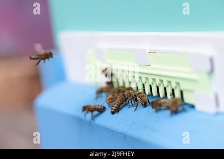 Abeille entre dans la ruche avec des nids d'abeilles de plus près. Abeilles sur les colonies d'abeilles. Banque D'Images
