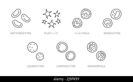 Illustration de la présence de cellules sanguines comprenant des icônes : érythrocytes, plaquettes, basophiles, monocytes, leucocytes, lymphocyte, éosinophile. L'art sur les traits fins Illustration de Vecteur