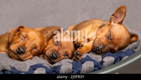 Gros plan sur les muzzles des chiots dormant. Mini-broche marron. Le concept de la chaleur et du confort de soin Banque D'Images