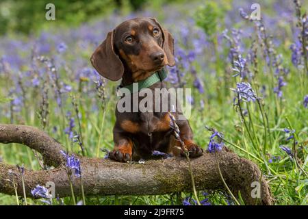 Dachshund miniature à poil lisse Banque D'Images